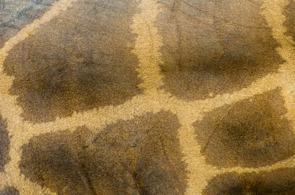 Текстурированная кожа жирафа — стоковое фото