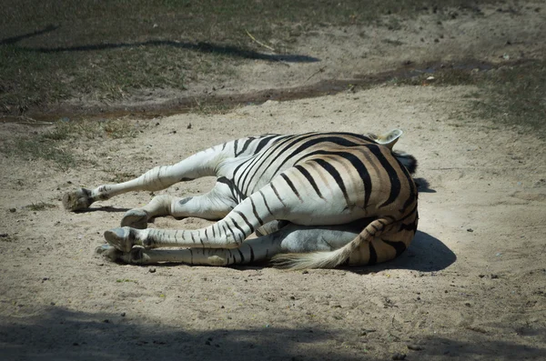 Zebra morta deitada — Fotografia de Stock