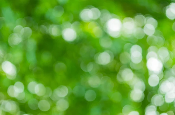 Natuurlijke groene bokeh — Stockfoto