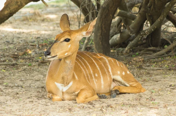 Nyala. —  Fotos de Stock