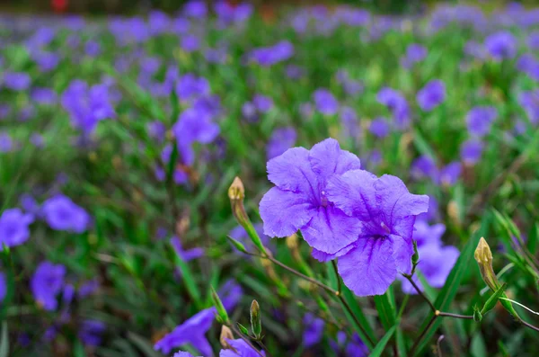 紫色的小花 — 图库照片