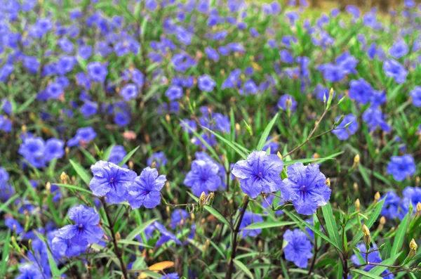 紫の花 — ストック写真