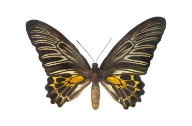 Altın birdwing