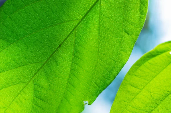 Folhas verdes — Fotografia de Stock