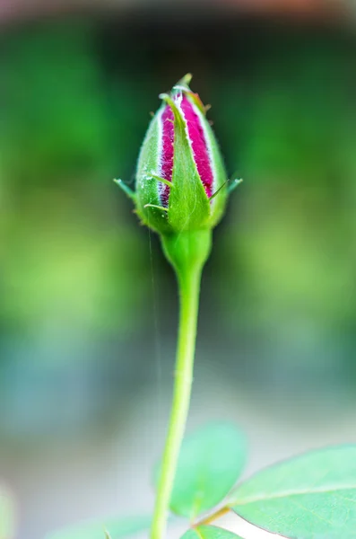 Rosa. — Foto Stock