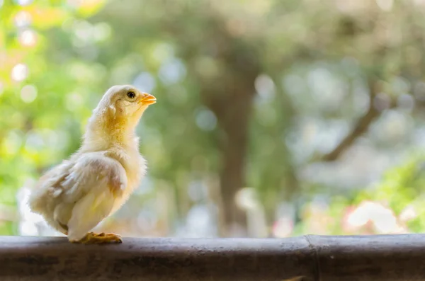 Baby chick — Stock Photo, Image