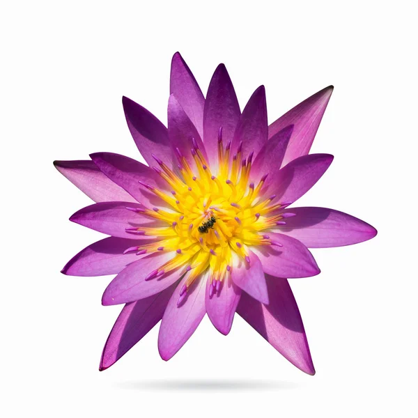 Lotus roze — Stockfoto