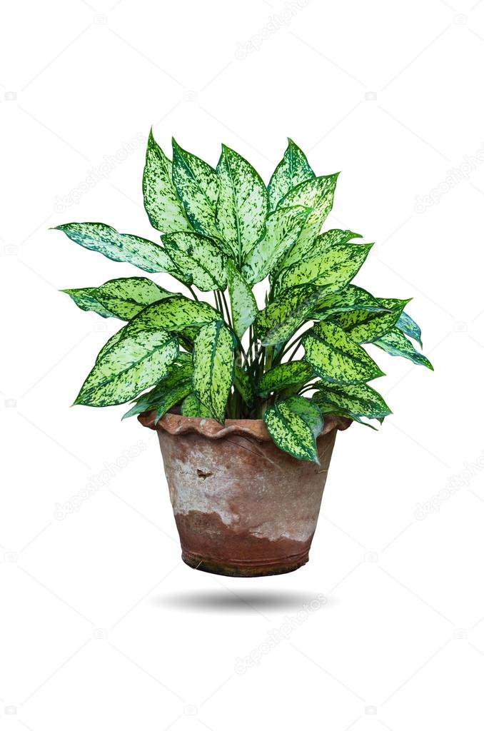 万年青植物 图库照片 C Nirutdps