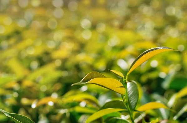 Abstrakte grüne Natur — Stockfoto