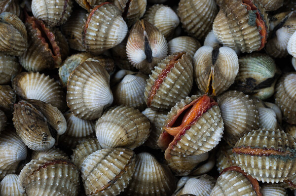 cockles