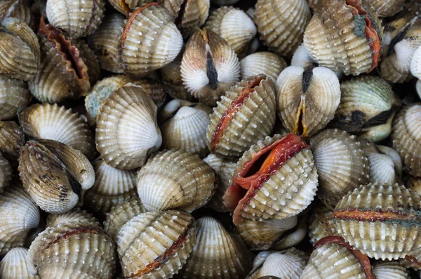 Cockles — Stock Photo, Image