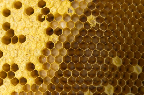 Honeycomb — Stock Photo, Image