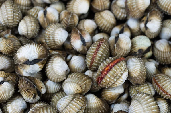 Cockles — Stock Photo, Image