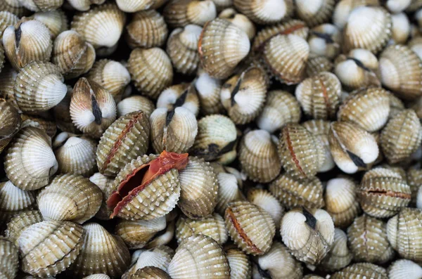 Cockles — Stock Photo, Image