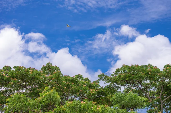 Clouds in the blue sky — Stock Photo, Image