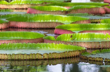 Victoria'nın dev lotus