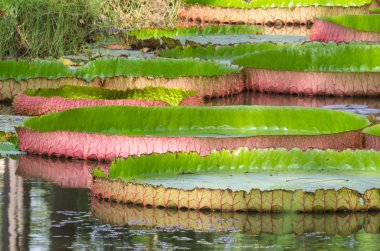 Victoria'nın dev lotus