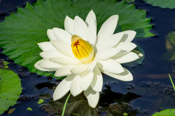 Blossom lotus flower — Stock Photo, Image