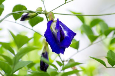 Asya pigeonwings çiçek