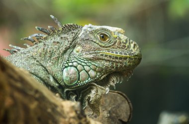 Iguana