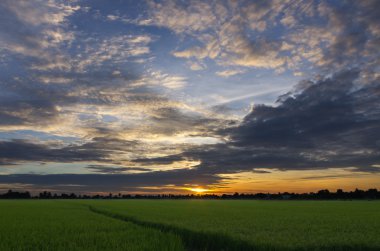 günbatımı pirinç üzerinde