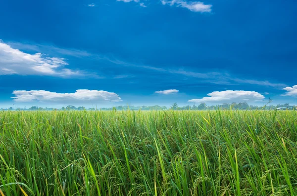 Campos de arroz — Fotografia de Stock