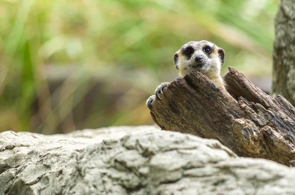 Meerkat — Φωτογραφία Αρχείου