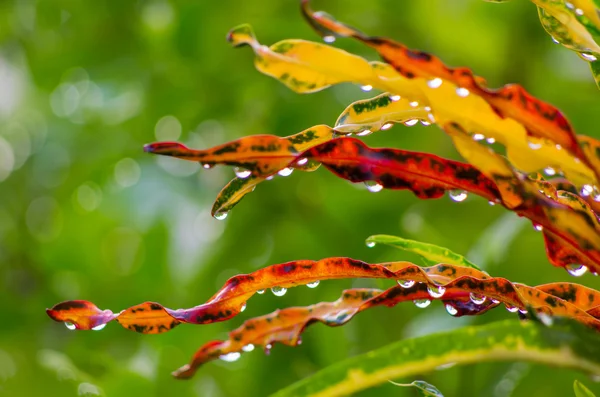 Sfondo naturale — Foto Stock