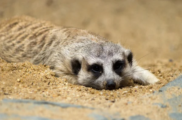 Meerkat. — Foto de Stock