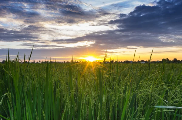 Sunset over the rice fields — Stock Photo, Image