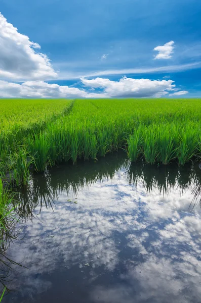 Reisfeld — Stockfoto