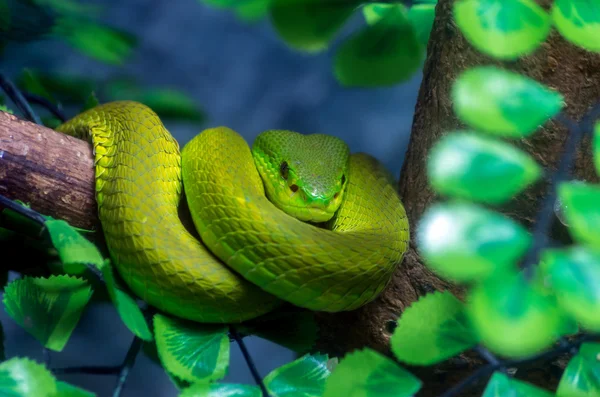绿色毒蛇 — 图库照片