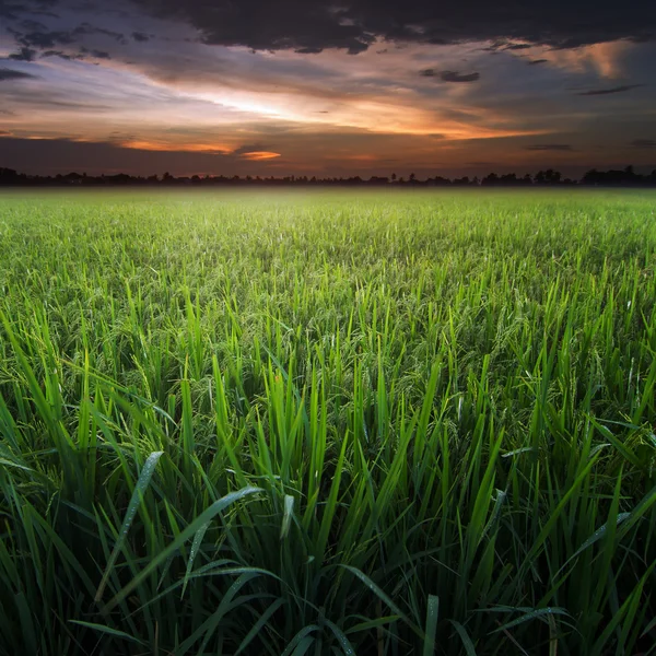 쌀 밭 — 스톡 사진