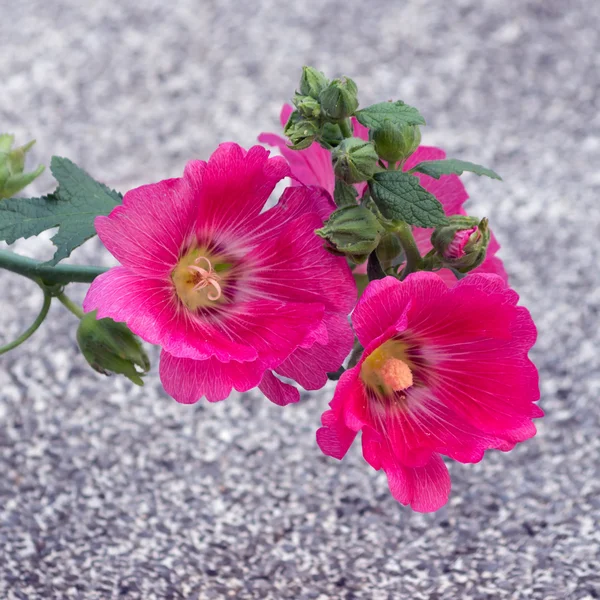 Hollyhock Flower — Stock Photo, Image