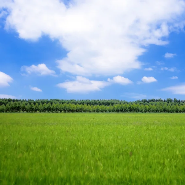 Reisfeld — Stockfoto