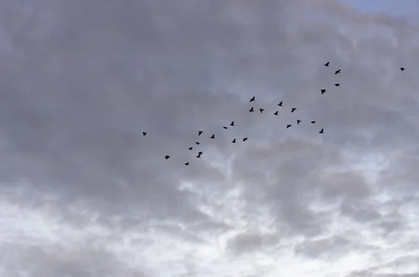 Fåglar som flyger — Stockfoto