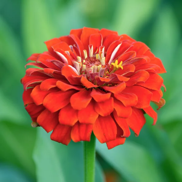 Crisantemo rojo —  Fotos de Stock