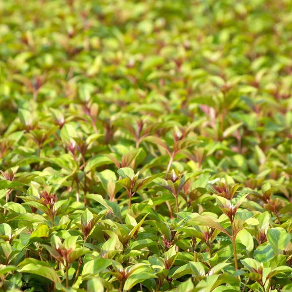 Folhagem no jardim. — Fotografia de Stock