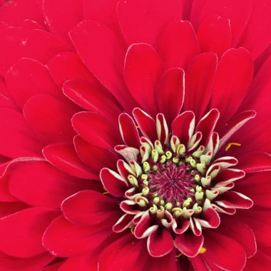 Kırmızı krizantem