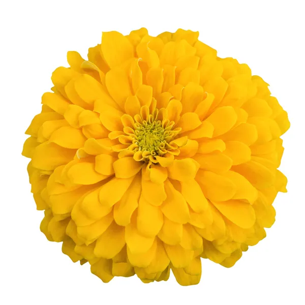 Yellow chrysanthemum — Stock Photo, Image