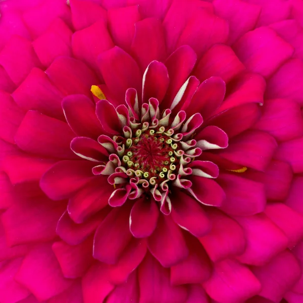 Red chrysanthemum — Stock Photo, Image