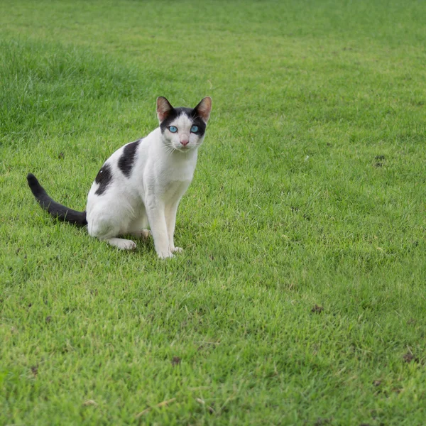 Katze, blaue Augen. — Stockfoto