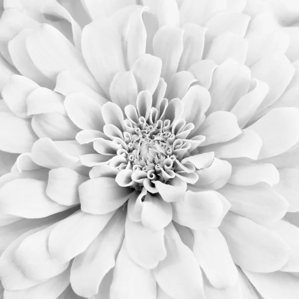 White chrysanthemum — Stock Photo, Image