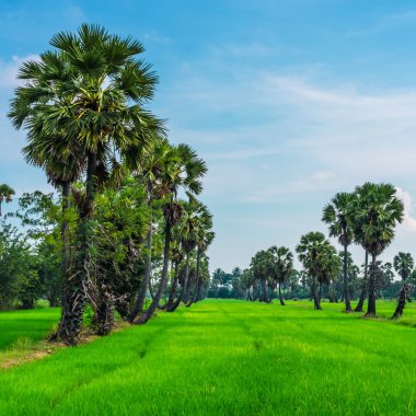 şeker palmiye ağacı