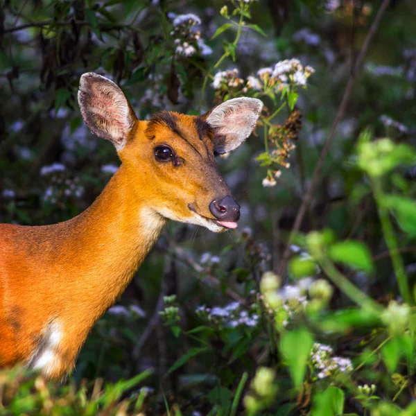 Deer — Stock Photo, Image