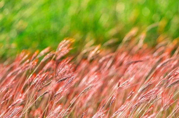 Soyut yeşil doğa — Stok fotoğraf