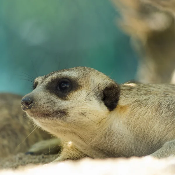 Meerkat — Φωτογραφία Αρχείου