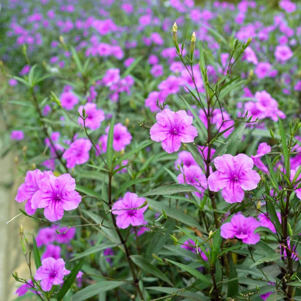 ピンクの花 — ストック写真