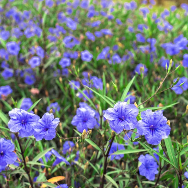 紫の花 — ストック写真