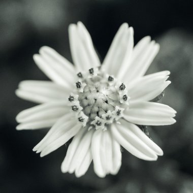 Küçük sarı çiçekler..